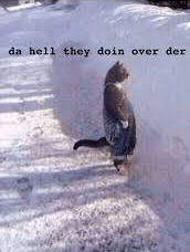 cat.png